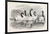 Black-Necked Swans, in the Knowsley Aviary, UK-null-Framed Giclee Print