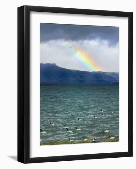 Black-Necked Swans, Torres Del Paine National Park, Patagonia, Chile-Keren Su-Framed Photographic Print