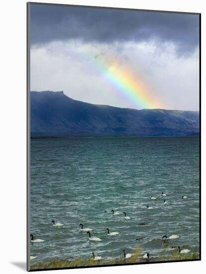 Black-Necked Swans, Torres Del Paine National Park, Patagonia, Chile-Keren Su-Mounted Photographic Print