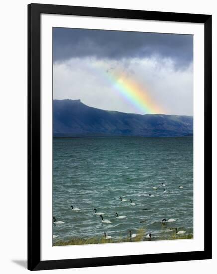 Black-Necked Swans, Torres Del Paine National Park, Patagonia, Chile-Keren Su-Framed Photographic Print