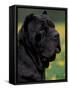 Black Neopolitan Mastiff Portrait-Adriano Bacchella-Framed Stretched Canvas