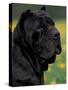 Black Neopolitan Mastiff Portrait-Adriano Bacchella-Stretched Canvas