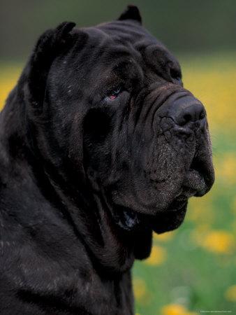 Black Neopolitan Mastiff Portrait' Photographic Print - Adriano Bacchella |  AllPosters.com