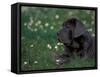 Black Neopolitan Mastiff Puppy Lying in Grass-Adriano Bacchella-Framed Stretched Canvas