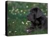 Black Neopolitan Mastiff Puppy Lying in Grass-Adriano Bacchella-Stretched Canvas