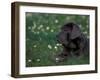 Black Neopolitan Mastiff Puppy Lying in Grass-Adriano Bacchella-Framed Photographic Print