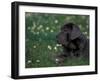 Black Neopolitan Mastiff Puppy Lying in Grass-Adriano Bacchella-Framed Photographic Print