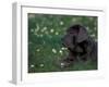 Black Neopolitan Mastiff Puppy Lying in Grass-Adriano Bacchella-Framed Photographic Print