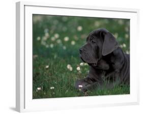 Black Neopolitan Mastiff Puppy Lying in Grass-Adriano Bacchella-Framed Photographic Print