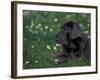 Black Neopolitan Mastiff Puppy Lying in Grass-Adriano Bacchella-Framed Photographic Print