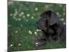 Black Neopolitan Mastiff Puppy Lying in Grass-Adriano Bacchella-Mounted Photographic Print