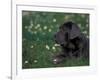 Black Neopolitan Mastiff Puppy Lying in Grass-Adriano Bacchella-Framed Photographic Print