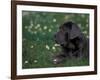 Black Neopolitan Mastiff Puppy Lying in Grass-Adriano Bacchella-Framed Photographic Print