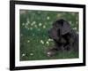 Black Neopolitan Mastiff Puppy Lying in Grass-Adriano Bacchella-Framed Photographic Print