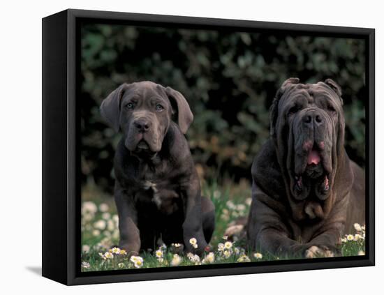 Black Neopolitan Mastiff with Puppy-Adriano Bacchella-Framed Stretched Canvas
