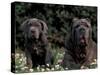 Black Neopolitan Mastiff with Puppy-Adriano Bacchella-Stretched Canvas