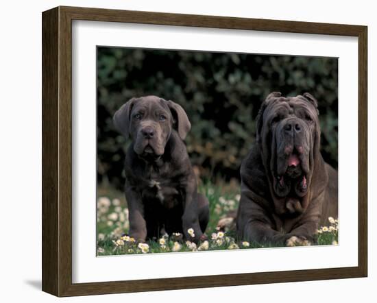 Black Neopolitan Mastiff with Puppy-Adriano Bacchella-Framed Photographic Print