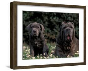 Black Neopolitan Mastiff with Puppy-Adriano Bacchella-Framed Photographic Print