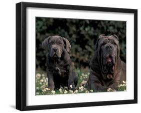 Black Neopolitan Mastiff with Puppy-Adriano Bacchella-Framed Photographic Print