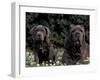 Black Neopolitan Mastiff with Puppy-Adriano Bacchella-Framed Photographic Print