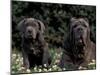 Black Neopolitan Mastiff with Puppy-Adriano Bacchella-Mounted Photographic Print