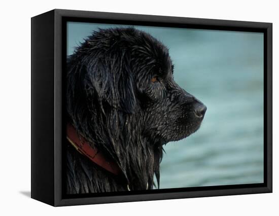 Black Newfoundland Dog Near Water-Adriano Bacchella-Framed Stretched Canvas