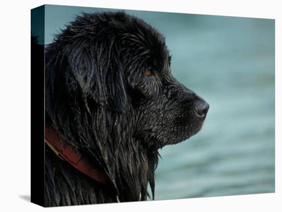 Black Newfoundland Dog Near Water-Adriano Bacchella-Stretched Canvas