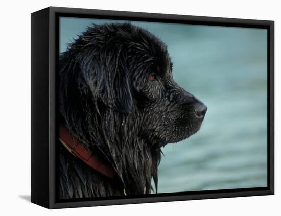 Black Newfoundland Dog Near Water-Adriano Bacchella-Framed Stretched Canvas