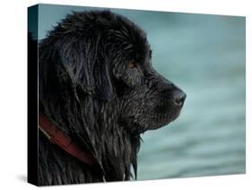 Black Newfoundland Dog Near Water-Adriano Bacchella-Stretched Canvas