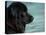 Black Newfoundland Dog Near Water-Adriano Bacchella-Stretched Canvas