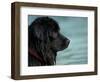 Black Newfoundland Dog Near Water-Adriano Bacchella-Framed Premium Photographic Print