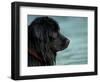 Black Newfoundland Dog Near Water-Adriano Bacchella-Framed Premium Photographic Print