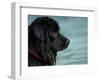 Black Newfoundland Dog Near Water-Adriano Bacchella-Framed Premium Photographic Print