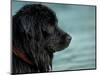 Black Newfoundland Dog Near Water-Adriano Bacchella-Mounted Premium Photographic Print