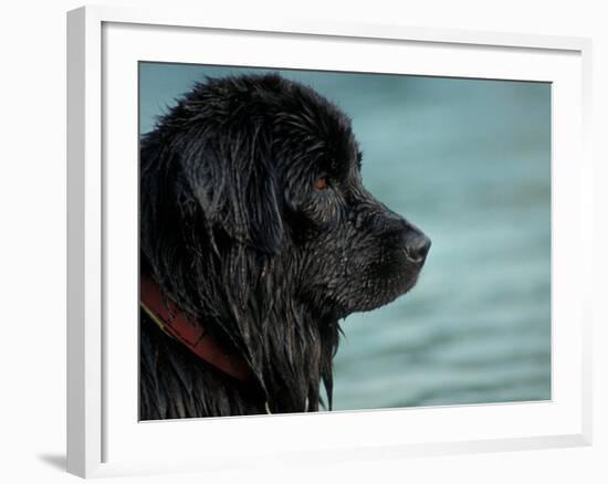 Black Newfoundland Dog Near Water-Adriano Bacchella-Framed Photographic Print