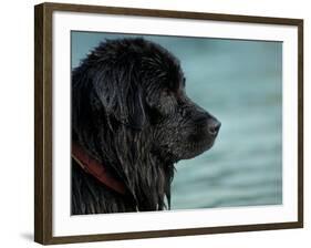 Black Newfoundland Dog Near Water-Adriano Bacchella-Framed Photographic Print