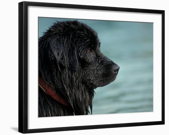 Black Newfoundland Dog Near Water-Adriano Bacchella-Framed Photographic Print