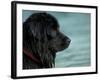 Black Newfoundland Dog Near Water-Adriano Bacchella-Framed Photographic Print