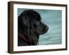 Black Newfoundland Dog Near Water-Adriano Bacchella-Framed Photographic Print