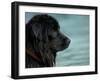 Black Newfoundland Dog Near Water-Adriano Bacchella-Framed Photographic Print