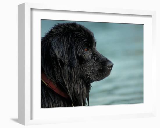 Black Newfoundland Dog Near Water-Adriano Bacchella-Framed Photographic Print