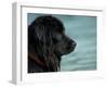 Black Newfoundland Dog Near Water-Adriano Bacchella-Framed Photographic Print