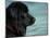 Black Newfoundland Dog Near Water-Adriano Bacchella-Mounted Photographic Print