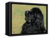 Black Newfoundland Looking Up-Adriano Bacchella-Framed Stretched Canvas