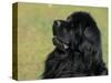 Black Newfoundland Looking Up-Adriano Bacchella-Stretched Canvas