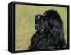 Black Newfoundland Looking Up-Adriano Bacchella-Framed Stretched Canvas