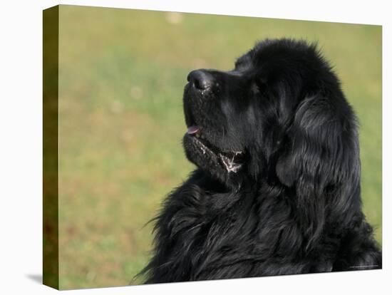 Black Newfoundland Looking Up-Adriano Bacchella-Stretched Canvas