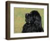 Black Newfoundland Looking Up-Adriano Bacchella-Framed Premium Photographic Print