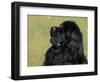 Black Newfoundland Looking Up-Adriano Bacchella-Framed Premium Photographic Print