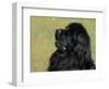 Black Newfoundland Looking Up-Adriano Bacchella-Framed Premium Photographic Print